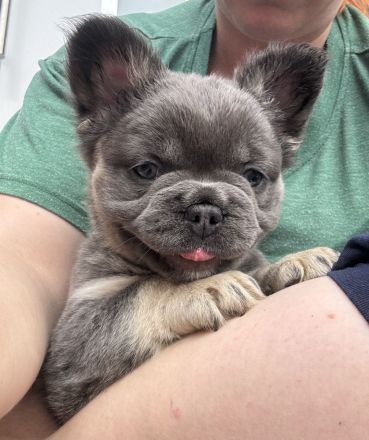 Schöne Französische Bulldoggen Welpen Abgabebereit