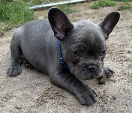 Schöne Französische Bulldoggen Welpen Abgabebereit