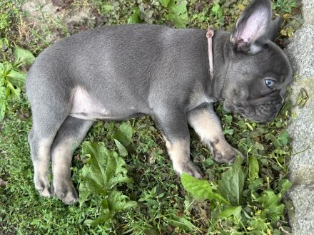 Schöne Französische Bulldoggen Welpen Abgabebereit