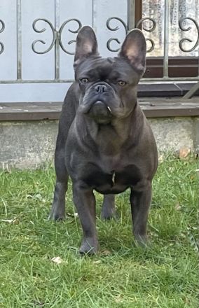 Schöne Französische Bulldoggen Welpen Abgabebereit