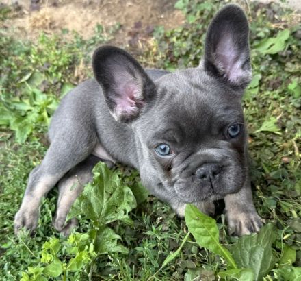 Schöne Französische Bulldoggen Welpen Abgabebereit