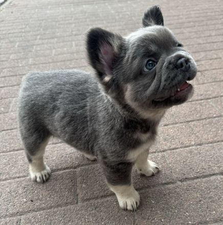 Schöne Französische Bulldoggen Welpen Abgabebereit