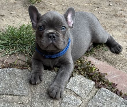 Schöne Französische Bulldoggen Welpen Abgabebereit