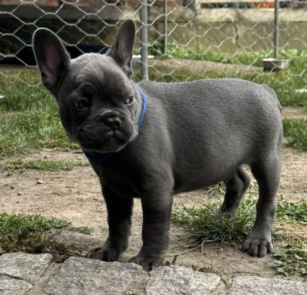 Schöne Französische Bulldoggen Welpen Abgabebereit