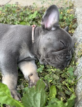 Schöne Französische Bulldoggen Welpen Abgabebereit