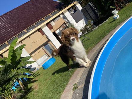 Erfahrener Deckrüde Australien Shepherd  Blue Eyes