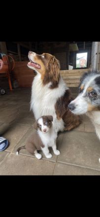 Erfahrener Deckrüde Australien Shepherd  Blue Eyes