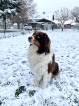 Erfahrener Deckrüde Australien Shepherd  Blue Eyes