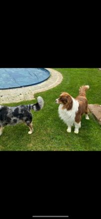 Erfahrener Deckrüde Australien Shepherd  Blue Eyes