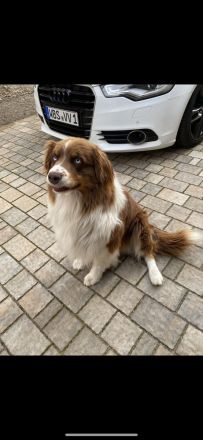 Erfahrener Deckrüde Australien Shepherd  Blue Eyes