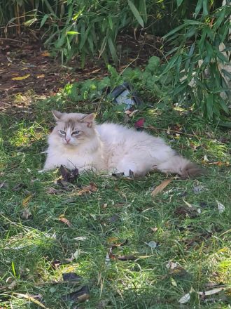 Ragdoll Kater und seine Liebste