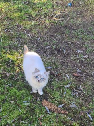Ragdoll Kater und seine Liebste