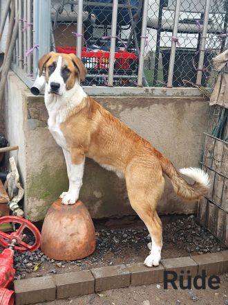 Wunderschöne Pyrenäenberghund und Schweizer Berner Sennhund Mischlings Welpen abzugeben