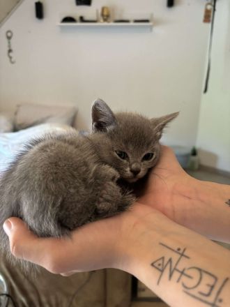 BKH mix mit Russisch Blau