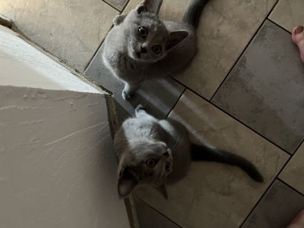 BKH mix mit Russisch Blau