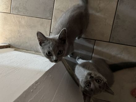 BKH mix mit Russisch Blau