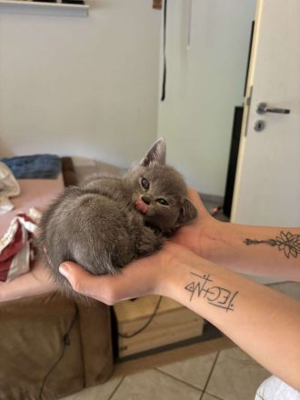 BKH mix mit Russisch Blau