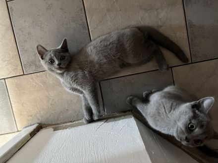 BKH mix mit Russisch Blau