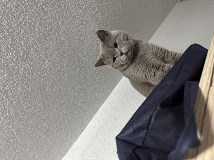 Britisch Kurzhaar Deckkater