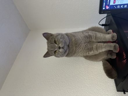 Britisch Kurzhaar Deckkater