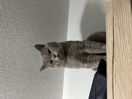 Britisch Kurzhaar Deckkater