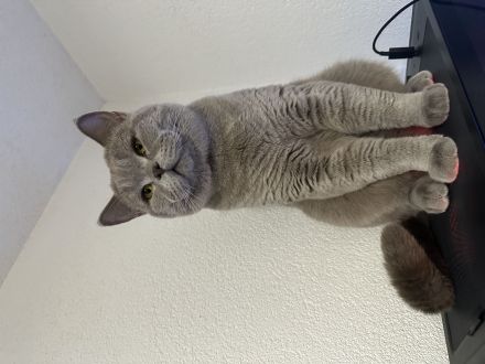 Britisch Kurzhaar Deckkater