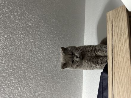 Britisch Kurzhaar Deckkater