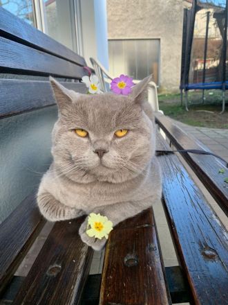 Britisch Kurzhaar Deckkater