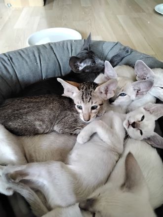 Siam und OKH Kitten, Stammbaum, Impfungen, Chip