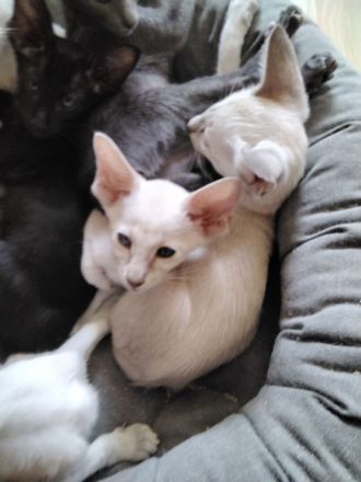 Siam und OKH Kitten, Stammbaum, Impfungen, Chip