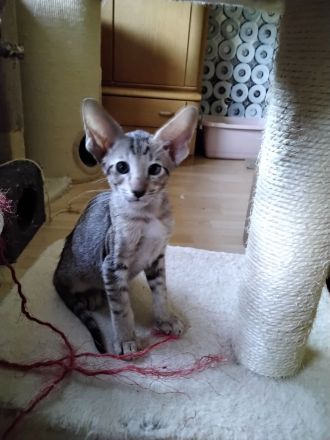 Siam und OKH Kitten, Stammbaum, Impfungen, Chip