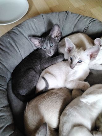 Siam und OKH Kitten, Stammbaum, Impfungen, Chip
