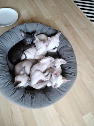 Siam und OKH Kitten, Stammbaum, Impfungen, Chip