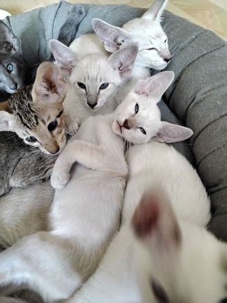 Siam und OKH Kitten, Stammbaum, Impfungen, Chip