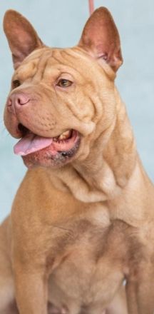 Alternativ Bulldogge