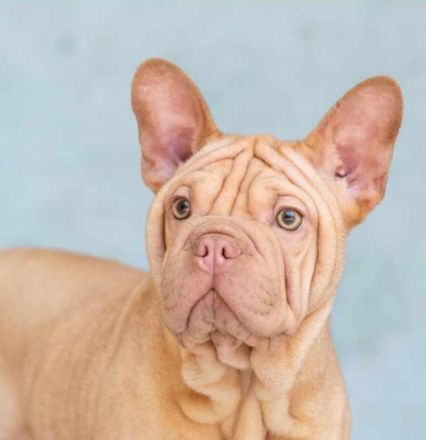 Alternativ Bulldogge