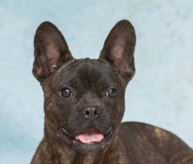 Alternativ Bulldogge