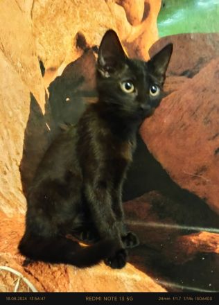 Kitten suchen ein liebevolles Zuhause