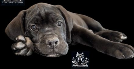 CANE CORSO Welpen Familienaufzucht im Tal