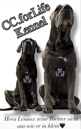 CANE CORSO Welpen Familienaufzucht im Tal