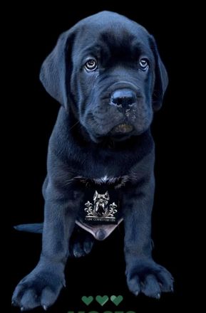 CANE CORSO Welpen Familienaufzucht im Tal