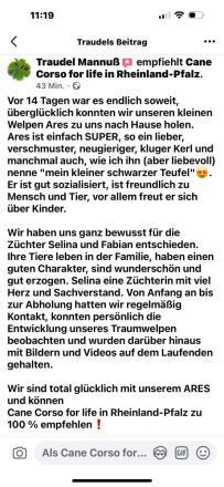 CANE CORSO Welpen Familienaufzucht im Tal