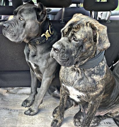 CANE CORSO Welpen Familienaufzucht im Tal