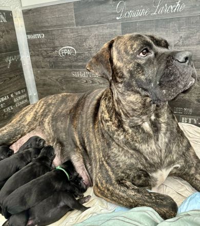 CANE CORSO Welpen Familienaufzucht im Tal