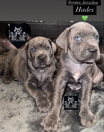 CANE CORSO Welpen Familienaufzucht im Tal