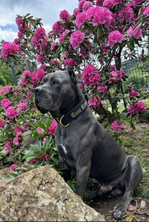 CANE CORSO Welpen Familienaufzucht im Tal