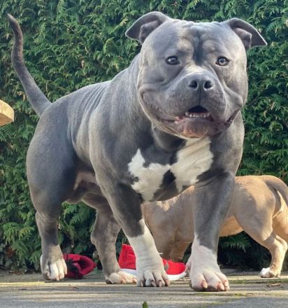 American Bully zu verkaufen
