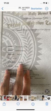 American Bully zu verkaufen