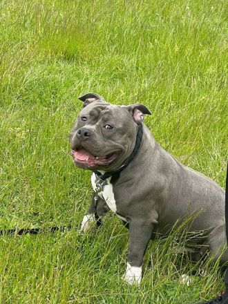 American Bully zu verkaufen