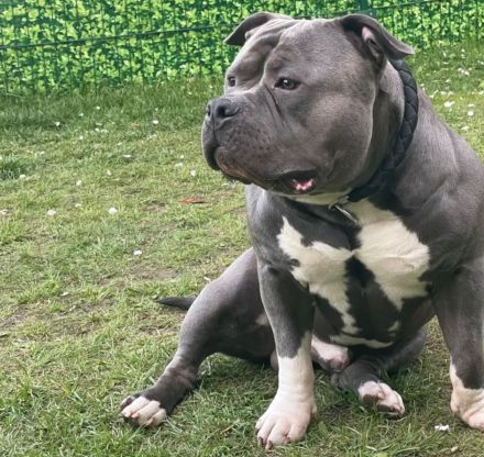 American Bully zu verkaufen